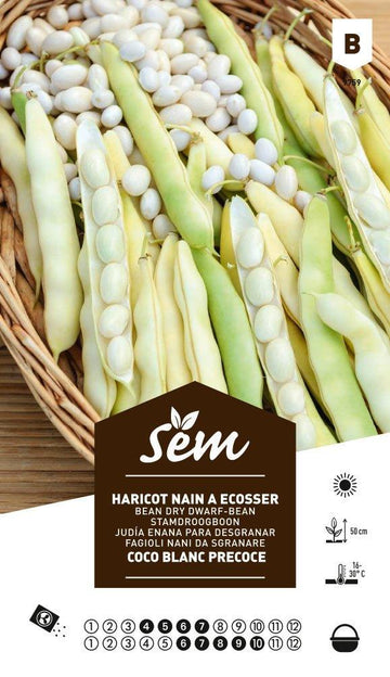 Haricot nain coco blanc précoce - FLEURANDIE