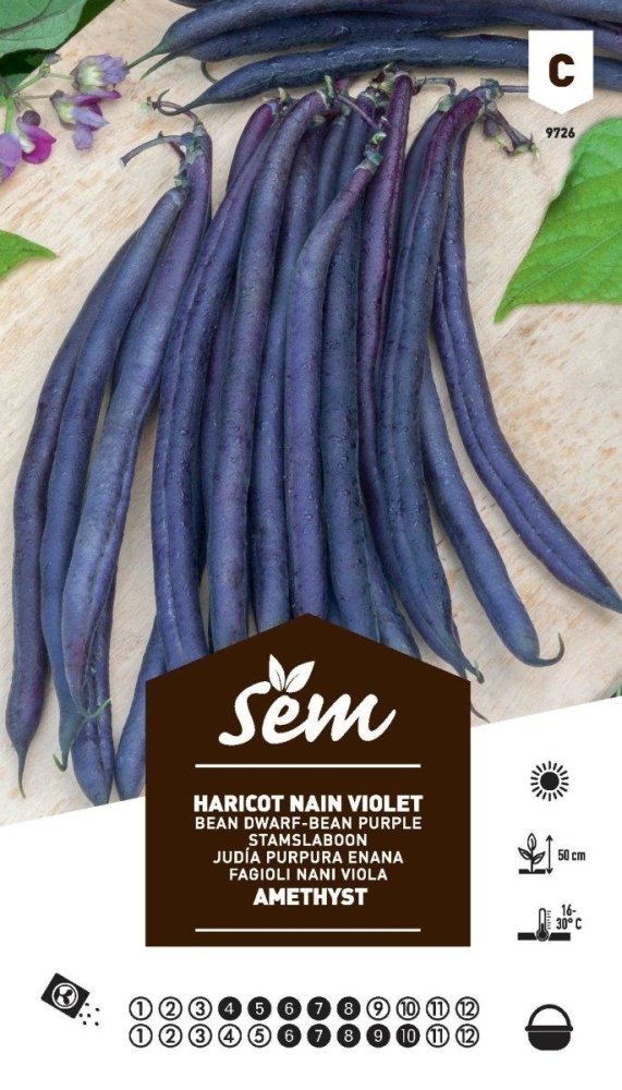 Haricot nain violet Amethiste - FLEURANDIE