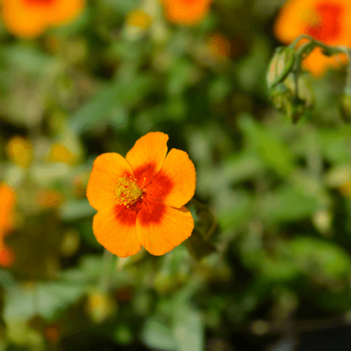 Heliantheme 'Ben Heckla'- Helianthemum 'Ben Heckla' - FLEURANDIE