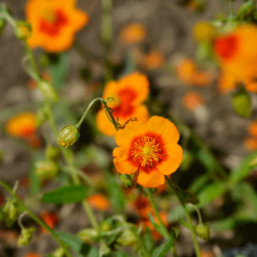 Heliantheme 'Ben Heckla'- Helianthemum 'Ben Heckla' - FLEURANDIE