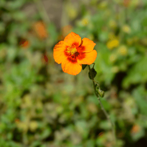 Heliantheme 'Ben Heckla'- Helianthemum 'Ben Heckla' - FLEURANDIE