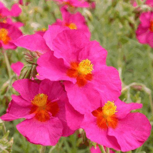 Hélianthème 'Ben Hope' - Helianthemum 'Ben Hope' - FLEURANDIE