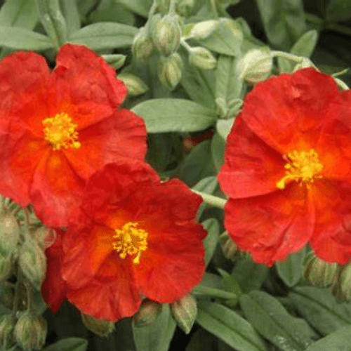 Hélianthème 'Fire Dragon' - Helianthemum 'Fire Dragon' - FLEURANDIE