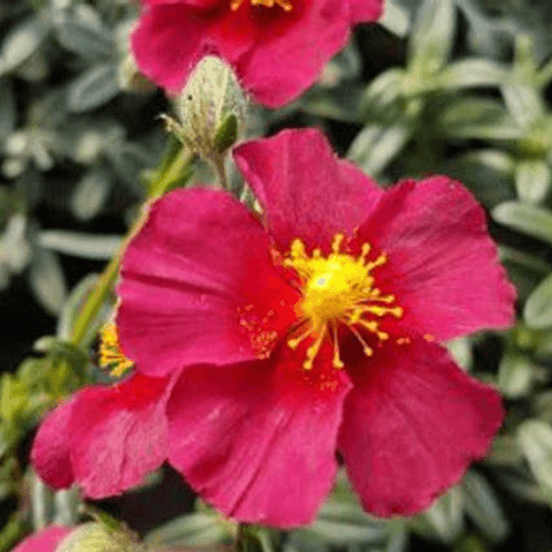 Hélianthème 'Hartswood Ruby' - Helianthemum 'Hartswood Ruby' - FLEURANDIE