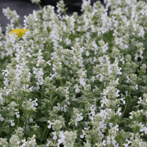 Chataire 'Snowflake' - Nepeta faassenii 'Snowflake' - FLEURANDIE