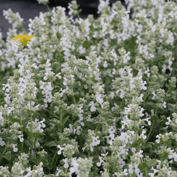 Chataire 'Snowflake' - Nepeta faassenii 'Snowflake'