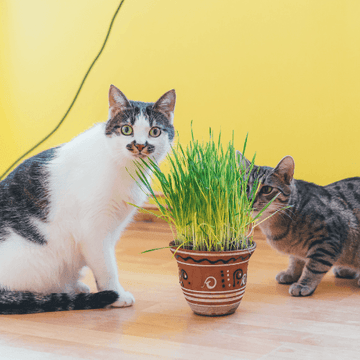 Herbe à chat - Nepeta cataria