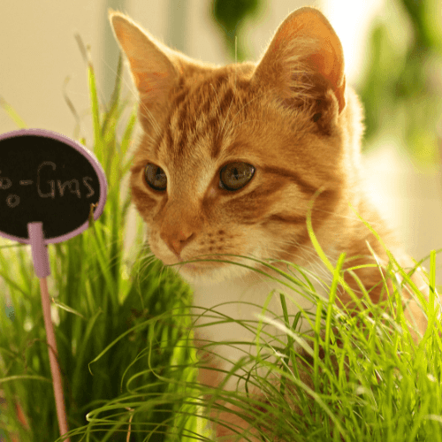 Herbe à chat - Herbacha - FLEURANDIE