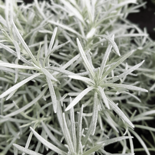 Herbe à curry naine - Helichrysum italicum dwarf curry - FLEURANDIE