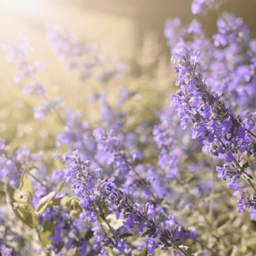 Herbe aux chats bleue - Nepeta faassenii 'Six hill's giant' - FLEURANDIE