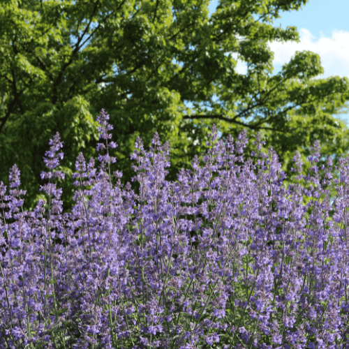 Herbe aux chats bleue - Nepeta faassenii 'Six hill's giant' - FLEURANDIE