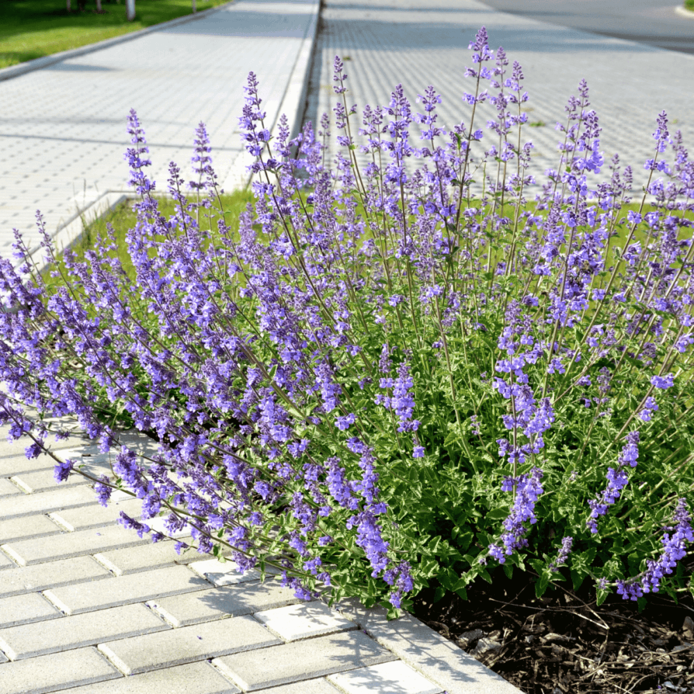 Herbe aux chats bleue - Nepeta faassenii 'Six hill's giant' - FLEURANDIE