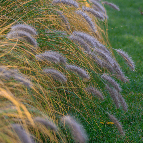 Herbe aux écouvillons 'Hameln' - Pennisetum alopecuroides 'Hameln' - FLEURANDIE