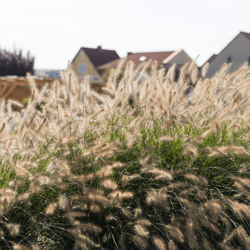 Herbe aux écouvillons 'Hameln' - Pennisetum alopecuroides 'Hameln' - FLEURANDIE