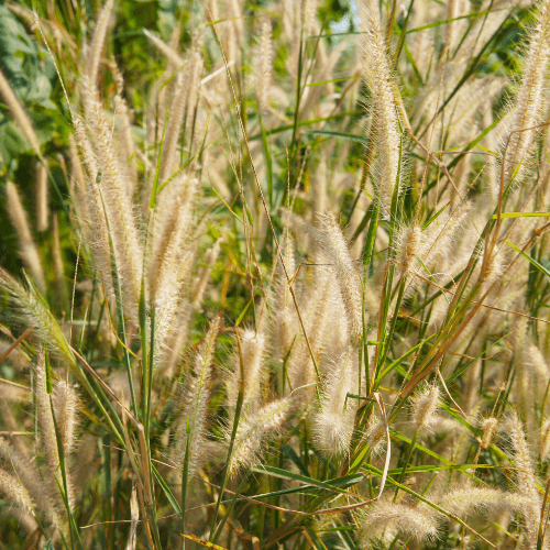 Herbe aux écouvillons 'Hameln' - Pennisetum alopecuroides 'Hameln' - FLEURANDIE