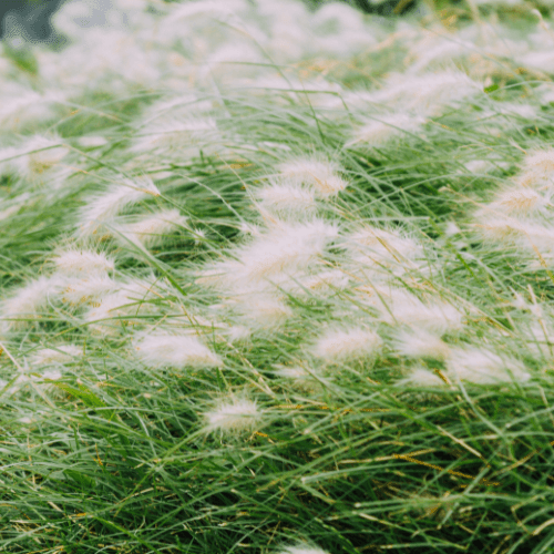 Herbe aux écouvillons 'Hameln' - Pennisetum alopecuroides 'Hameln' - FLEURANDIE