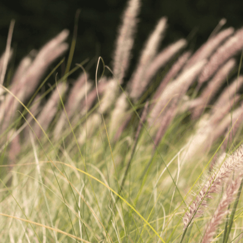 Herbe aux écouvillons orientale - Pennisetum orientalis - FLEURANDIE