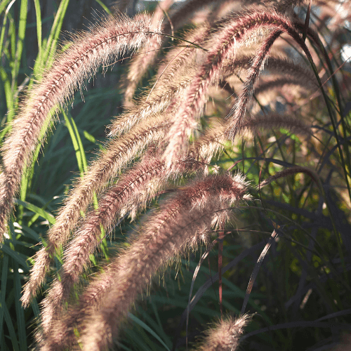 Herbe aux écouvillons orientale - Pennisetum orientalis - FLEURANDIE