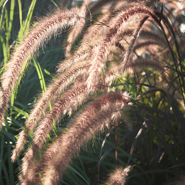 Herbe aux écouvillons orientale - Pennisetum orientalis