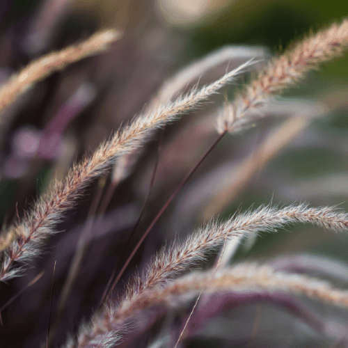 Herbe aux écouvillons 'Rubrum' - Pennisetum setaceum 'Rubrum' - FLEURANDIE