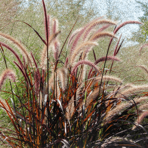 Herbe aux écouvillons 'Rubrum' - Pennisetum setaceum 'Rubrum' - FLEURANDIE