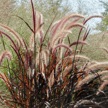 Herbe aux écouvillons 'Rubrum' - Pennisetum setaceum 'Rubrum'