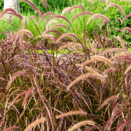 Herbe aux écouvillons 'Rubrum' - Pennisetum setaceum 'Rubrum' - FLEURANDIE