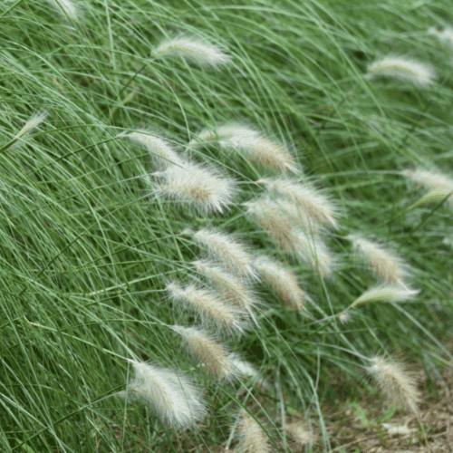 Herbe aux écouvillons 'villosum' - Pennisetum 'villosum' - FLEURANDIE