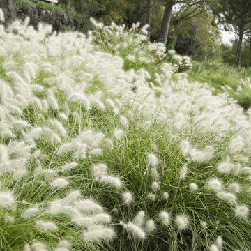 Herbe aux écouvillons 'Villosum' - Pennisetum 'Villosum'