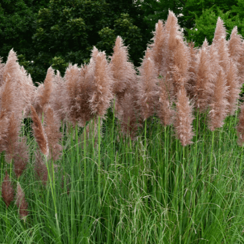 Herbe des pampas rose - Cortaderia selloana 'Rosea' - FLEURANDIE