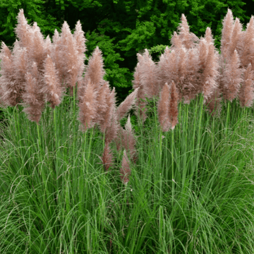 Herbe des pampas rose - Cortaderia selloana 'Rosea'
