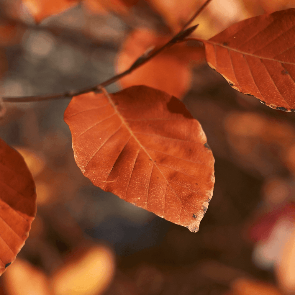 Hêtre commun 'Astérix' - Fagus sylvatica 'Astérix' - FLEURANDIE