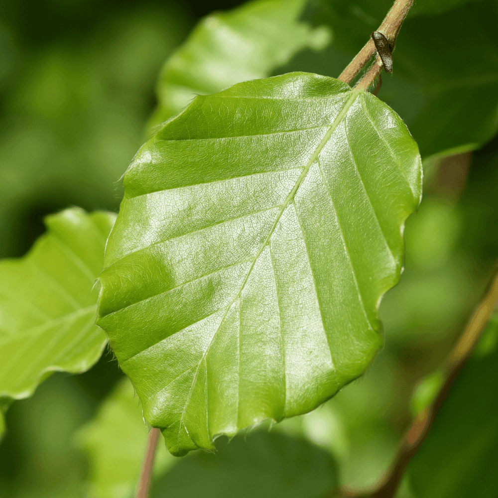 Hêtre commun 'Astérix' - Fagus sylvatica 'Astérix' - FLEURANDIE