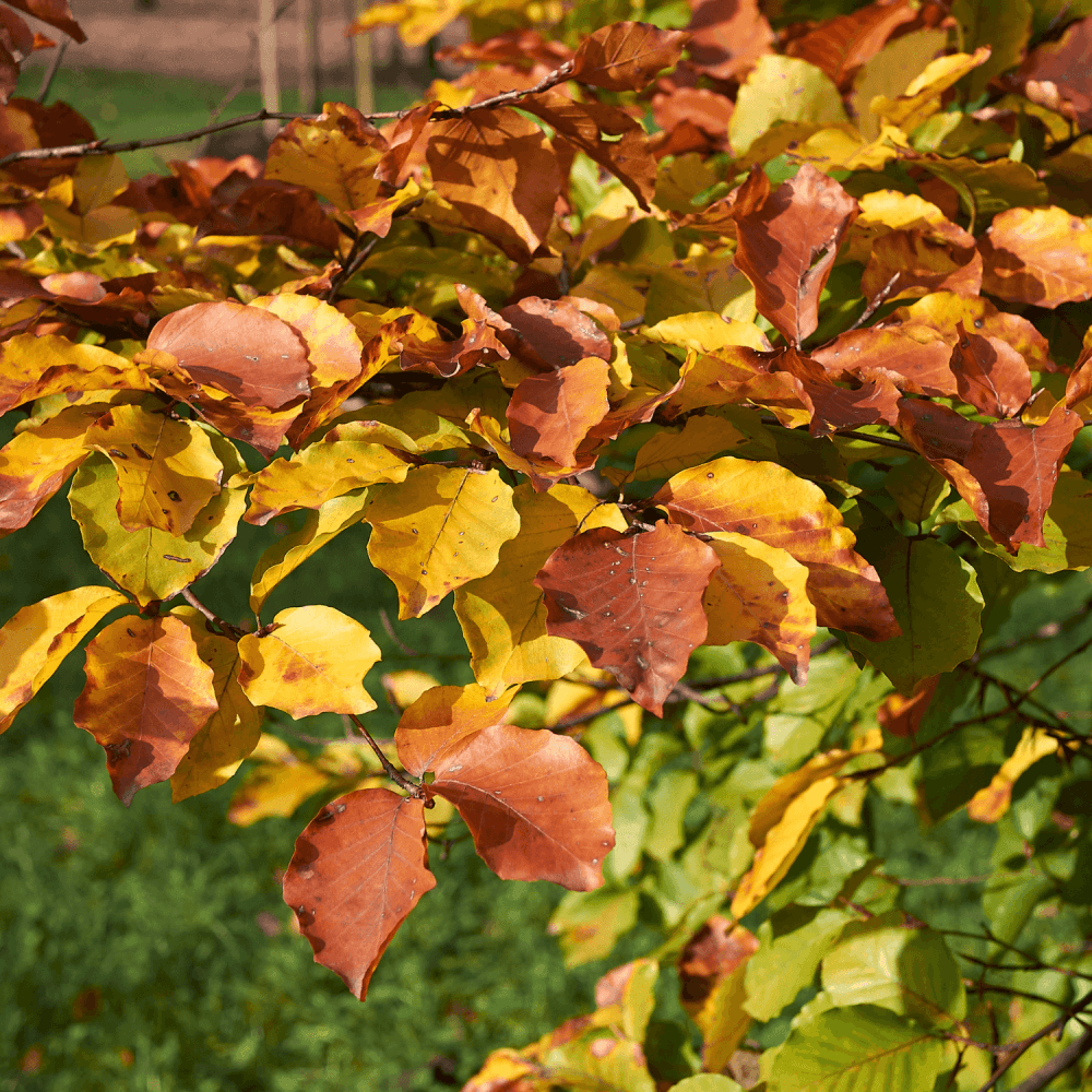 Hêtre commun 'Astérix' - Fagus sylvatica 'Astérix' - FLEURANDIE