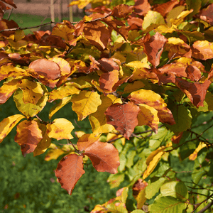 Hêtre commun 'Astérix' - Fagus sylvatica 'Astérix' - FLEURANDIE