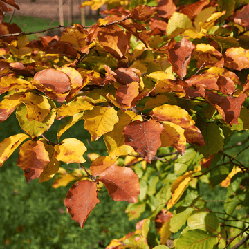 Hêtre commun 'Astérix' - Fagus sylvatica 'Astérix'