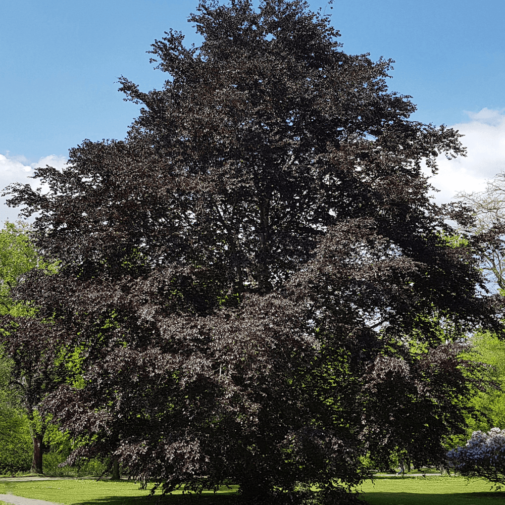 Hêtre commun 'Purpurea - Fagus sylvatica 'Purpurea - FLEURANDIE