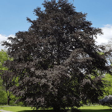 Hêtre commun 'Purpurea - Fagus sylvatica 'Purpurea