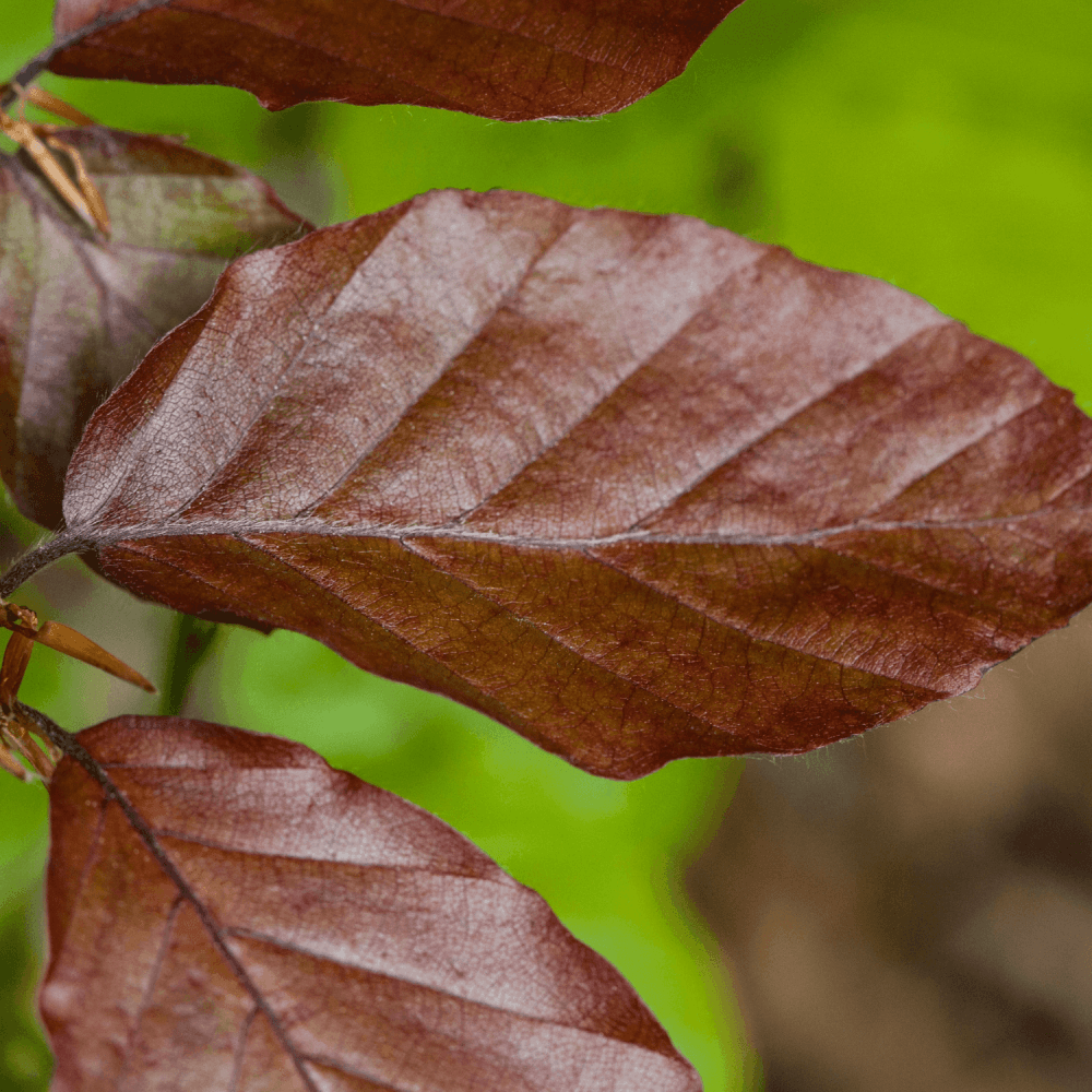 Hêtre commun 'Purpurea - Fagus sylvatica 'Purpurea - FLEURANDIE