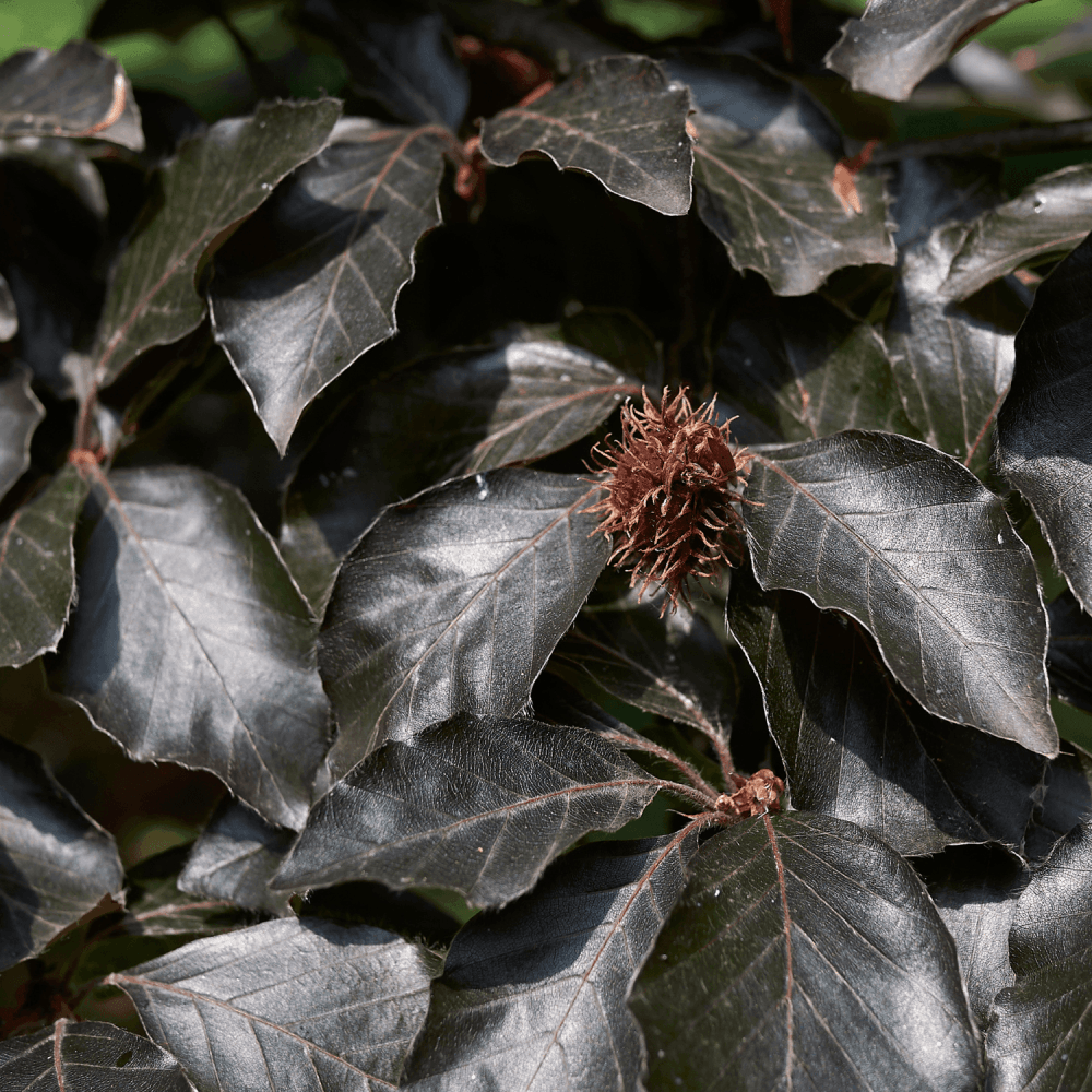 Hêtre commun 'Purpurea - Fagus sylvatica 'Purpurea - FLEURANDIE