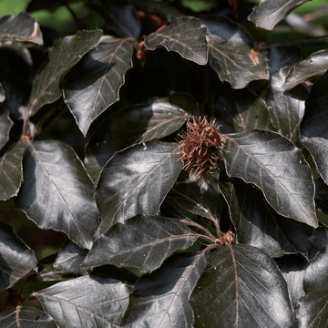 Hêtre commun 'Purpurea - Fagus sylvatica 'Purpurea