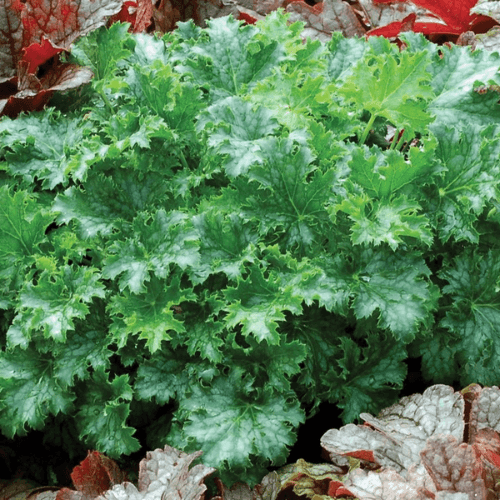 Heuchère 'Apple Crisp' - Heuchera 'Apple Crisp' - FLEURANDIE