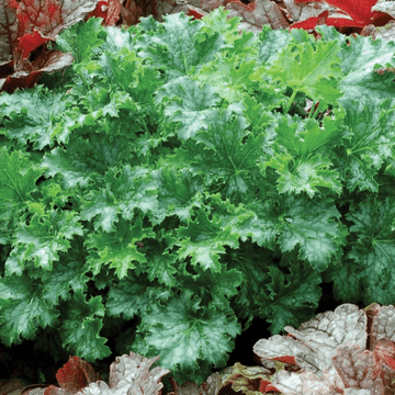 Heuchère 'Apple Crisp' -  Heuchera 'Apple Crisp'