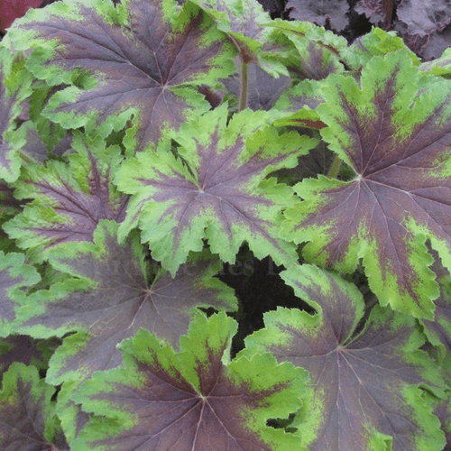 Heuchère 'Art Nouveau' - Heucherella 'Art Nouveau' - FLEURANDIE