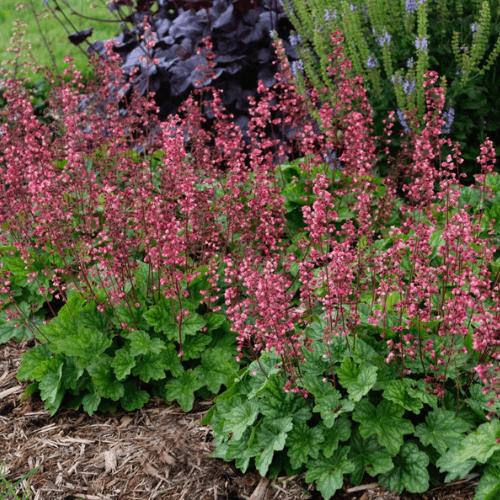 Heuchère 'Berry Timeless' - Heuchera 'Berry Timeless' - FLEURANDIE