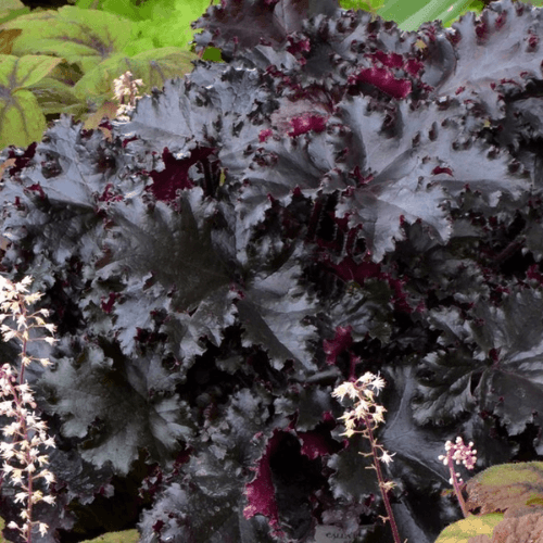 Heuchère 'Black Beauty - ' Heuchera 'Black Beauty' - FLEURANDIE