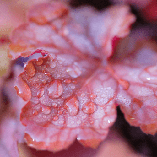 Heuchère 'Boysenberry' - Heuchera 'Boysenberry' - FLEURANDIE