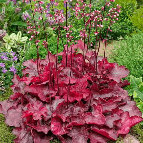 Heuchère 'Boysenberry' - Heuchera 'Boysenberry' - FLEURANDIE