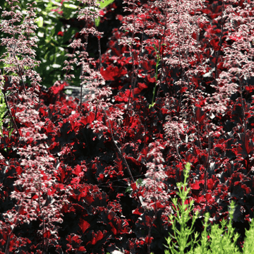 Heuchère 'Crazy Rasta' - Heuchera 'Crazy Rasta'