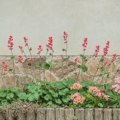 Heuchère 'Pluie de feu' - Heuchera brizoides 'Pluie de feu' - FLEURANDIE